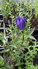 Gentiana makinoi 'Marsha' / Japanischer Enzian 'Marsha'